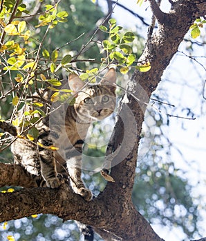 Feral Cats in a Tree