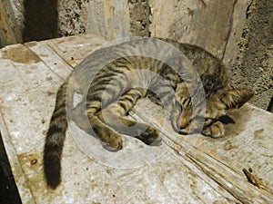 feral cats in urban areas without maximum protection