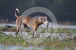 Feral Dog and a big fish catch