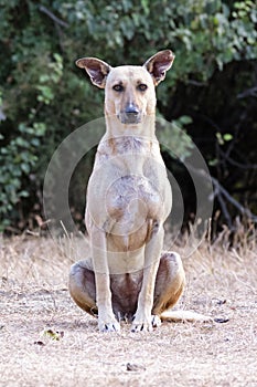 A feral dog posing