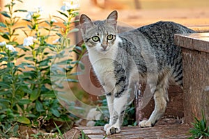 Salvaje doméstico gato 