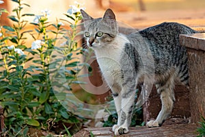 Salvaje doméstico gato 