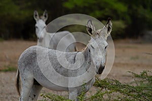 Feral Donkeys