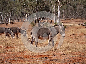 Feral donkeys grazing on dry grass in outback Central Australia