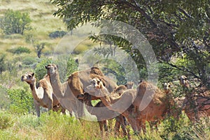 Feral dromedary camels