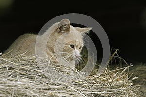 Salvaje gato en granero 