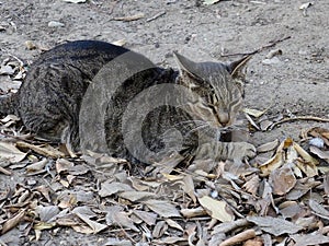 Feral Feline In Cadiz Spain
