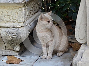 Feral Feline In Cadiz Spain