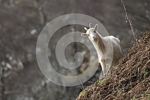 Feral goat, billy, nannay, kid foraging, grazing on a rocky slope in Cairngorm national park, scotland during winter in february.