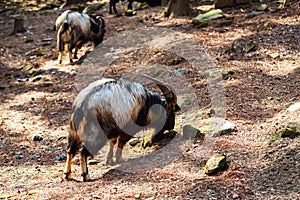 A feral goat grazing in the forest.