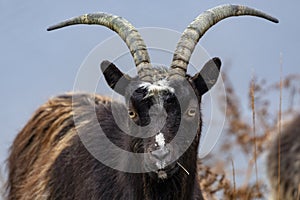 Feral Goat - Highlands of Scotland