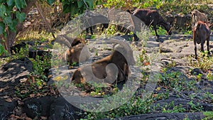 Feral goats on big island of hawaii