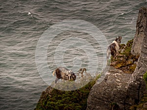 Feral goats clamber over rocky ledges overlooking sea on rugged north Devon coast.