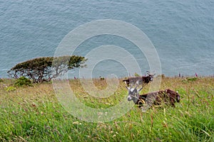 Feral goats graze on precipitous slope overlooking sea on rugged north Devon coast. NB The blue in the photo is waves