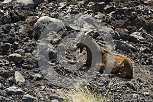 Feral Goats in Hawaii