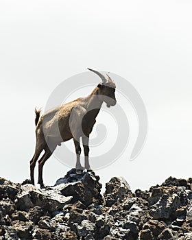 Feral Goats in Hawaii