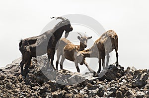 Feral Goats in Hawaii