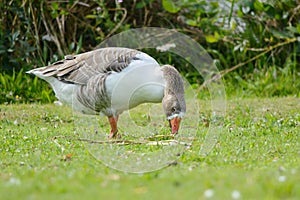 Feral Goose feeding