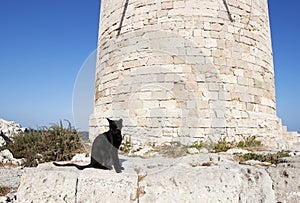 Feral greek black cat