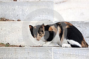 Feral greek cat