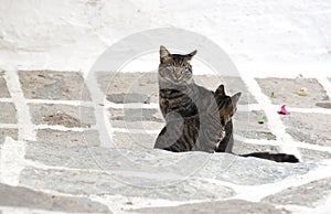 Feral greek cats