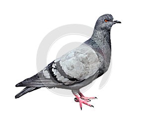 Feral Grey Pigeon