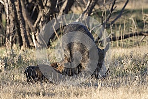 Feral Hogs and piglets photo