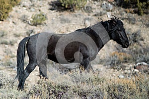 Feral Horse, Black