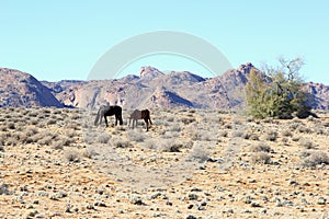 Feral horses desert mountains Garub, Namibia, Africa