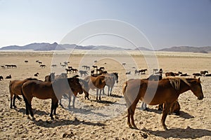 Feral horses in desert, Namibia