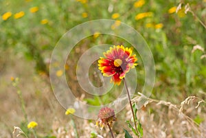 Feral Indian blanket flower