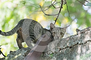 Feral Indian Cat