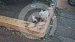 Feral kittens eating some food outside