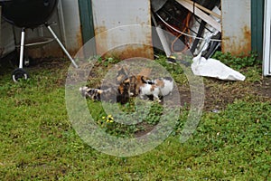 Feral Kittens Nursing