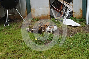 Feral Kittens Nursing photo