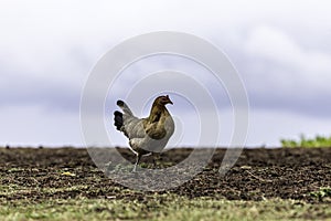 Feral Marans Chicken hen on the beach