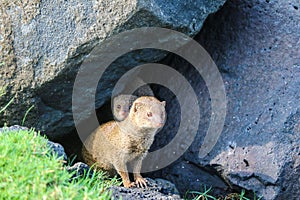 Feral mongoose hiding under lava rocks