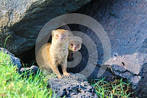 Feral mongoose hiding under lava rocks