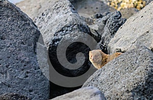 Feral mongoose hiding under lava rocks photo