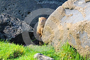 Feral mongoose hiding under lava rocks photo