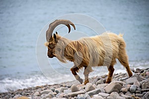 Feral mountain goat in coastal region of North Wales, UK