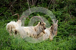 Feral mountain goat in coastal region of North Wales, UK