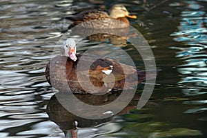 Feral muscovy duck