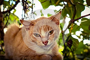 Feral orange tabby cat