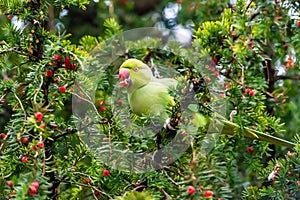 Feral parakeets in London