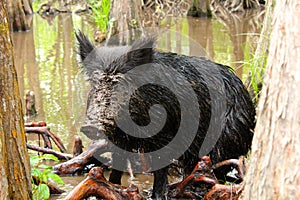 Feral Pig