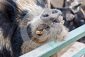 Feral pig gazing up