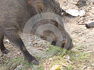 Feral Pig photo