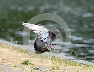 Feral Pigeon