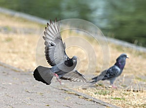 Feral Pigeon